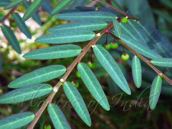 Seed Under Leaf